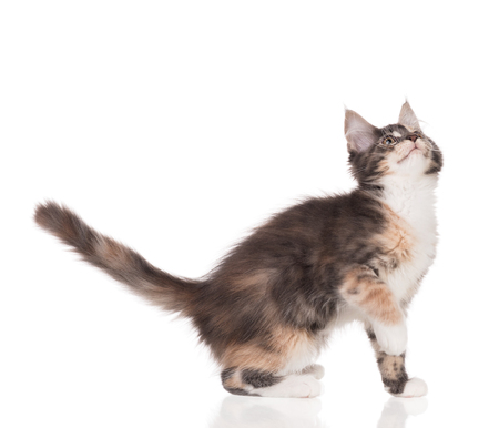 Fluffy Maine Coon kitten isolated over white backgroundの写真素材