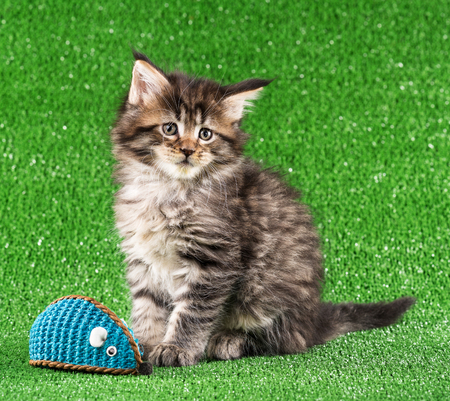 Maine Coon kitten with toy ball over green grass backgroundの写真素材