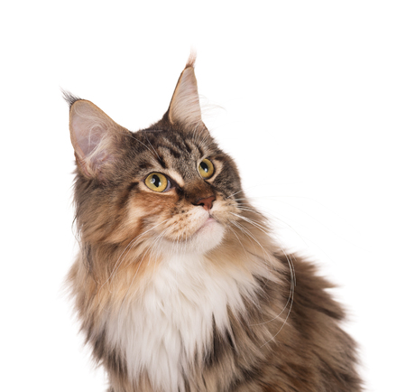 Fluffy Maine Coon kitten isolated over white backgroundの写真素材