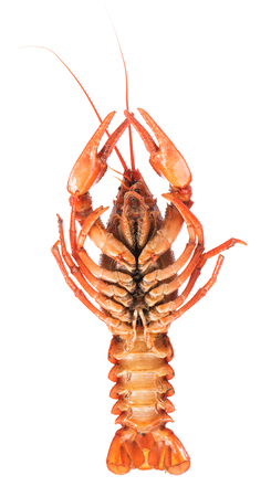 Prepared big crayfish isolated over white background cutoutの写真素材