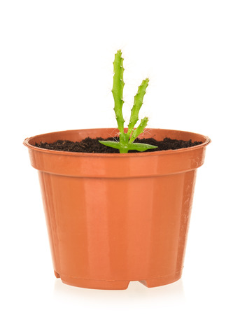 Young cactus plant in the flowerpot isolated over white backgroundの写真素材