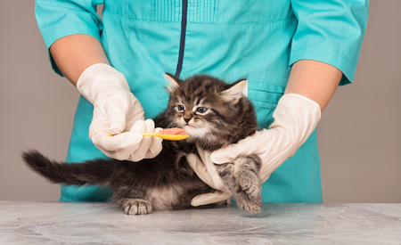 Veterinary survey of cute little kitten over grey backgroundの写真素材