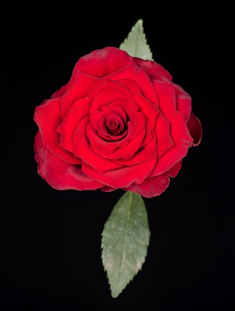 Fresh red rose with leaves over black backgroundの写真素材
