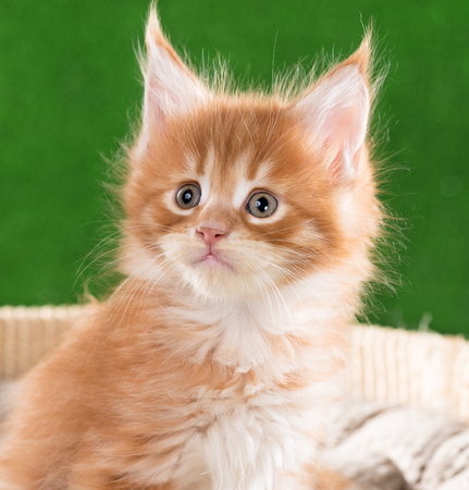 Maine Coon kitten on the scratching-stone over green grass backgroundの写真素材