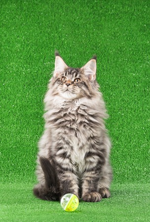 Maine Coon kitten with toy ball over green grass backgroundの写真素材