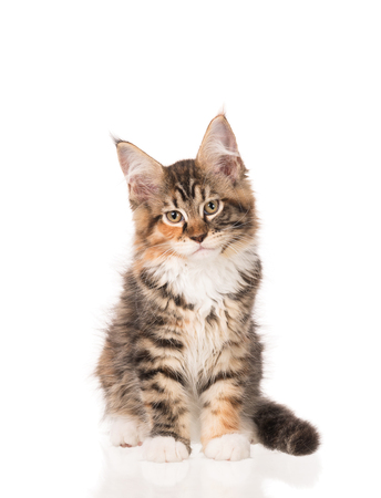 Fluffy Maine Coon kitten isolated over white backgroundの写真素材