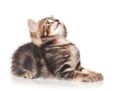 Sad little kitten isolated on white background cutoutの写真素材