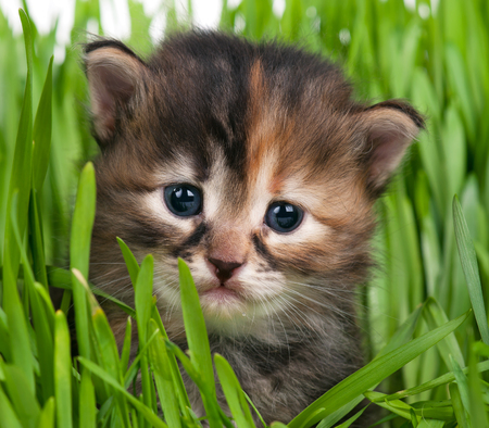 Cute little kitten in the bright green grass over white backgroundの写真素材