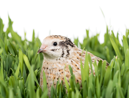 Cute young quail in the straw nest on the grass over white backgroundの写真素材