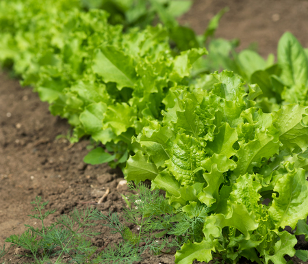 Fresh young green lettuce over organic soil backgroundの写真素材