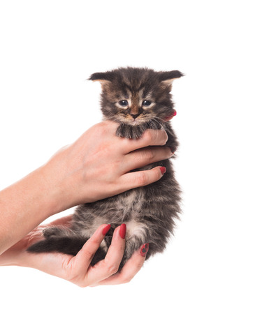 Fluffy Maine Coon kitten on the female hand isolated over white backgroundの写真素材