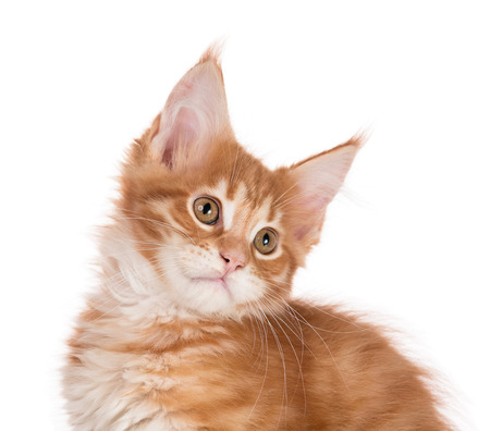 Fluffy Maine Coon kitten isolated over white backgroundの写真素材