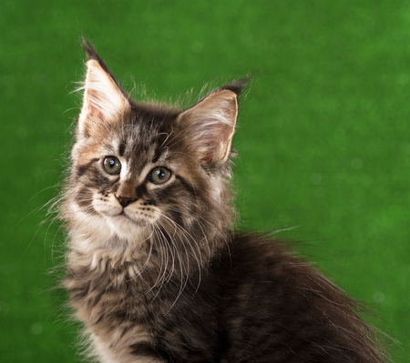 Portrait of Maine Coon kitten over green grass backgroundの写真素材