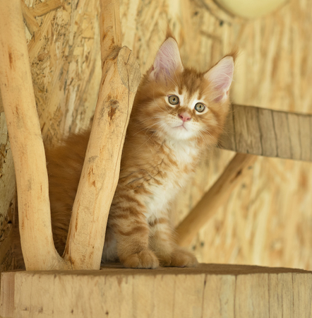 Cute Maine Coon kitten on the stump in the open-air cageの写真素材