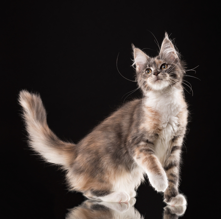 Fluffy Maine Coon kitten over black backgroundの写真素材