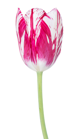 Bright colorful tulip isolated over white backgroundの写真素材