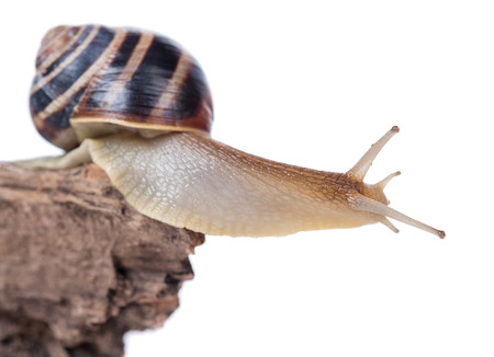 Bright cute snail on the old stub isolated over white backgroundの写真素材