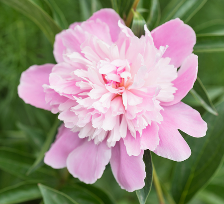 Bright pink pion flower over green leaves backgroundの写真素材