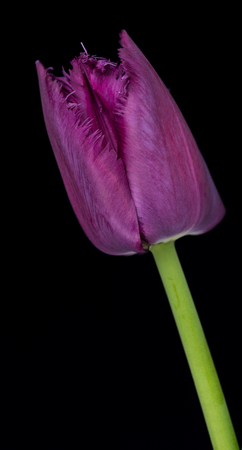 Bright purple tulip with fringed petals over black backgroundの写真素材