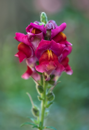 Bright red snapdragon flower over green leaves backgroundの写真素材