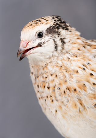 Portrait of cute adult quail over grey background close-upの写真素材