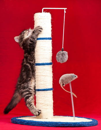 Curious siberian kitten on the scratching post over red backgroundの写真素材