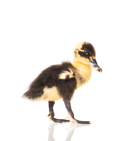 Cute little duckling isolated over white backgroundの写真素材