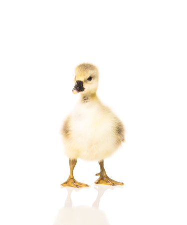 Cute little gosling isolated over white backgroundの写真素材