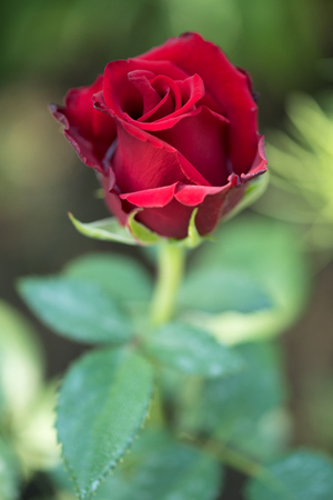 Fresh red rose with leaves over green backgroundの写真素材