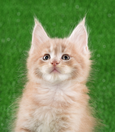 Portrait of Maine Coon kitten over green grass backgroundの写真素材