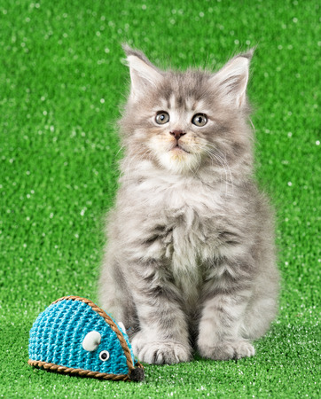 Maine Coon kitten with toy ball over green grass backgroundの写真素材