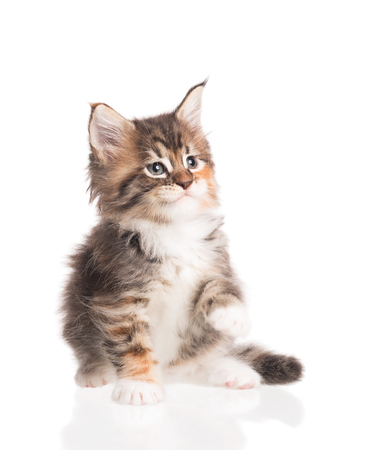 Fluffy Maine Coon kitten isolated over white backgroundの写真素材