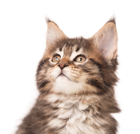 Fluffy Maine Coon kitten isolated over white backgroundの写真素材