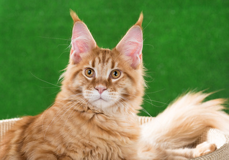 Maine Coon kitten on the scratching-stone over green grass backgroundの写真素材