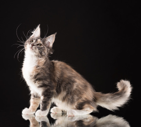 Fluffy Maine Coon kitten over black backgroundの写真素材