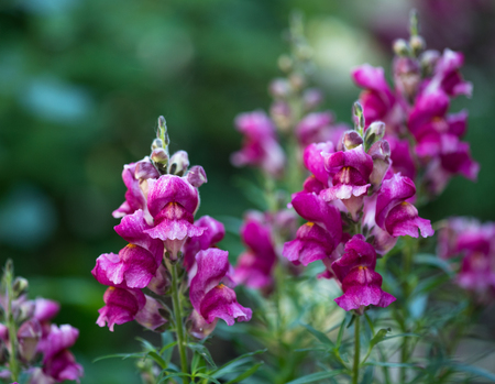 Bright colorful snapdragon flowers over green leaves backgroundの写真素材
