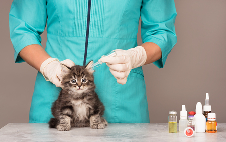Veterinary survey of cute little kitten over grey backgroundの写真素材