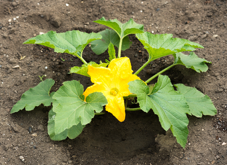 Young vegetable marrow in the garden over organic soil backgroundの写真素材