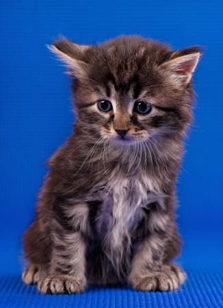 Cautious little siberian kitten over blue backgroundの写真素材