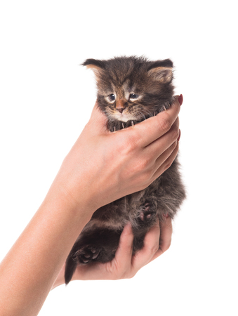 Fluffy Maine Coon kitten on the female hand isolated over white backgroundの写真素材