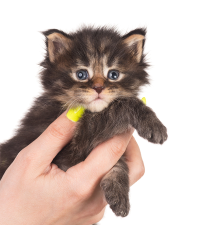 Fluffy Maine Coon kitten on the female hand isolated over white backgroundの写真素材