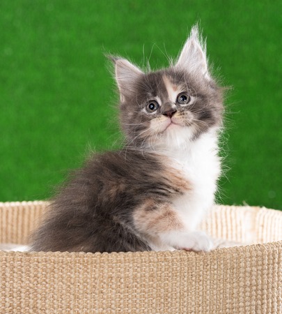 Maine Coon kitten on the scratching-stone over green grass backgroundの写真素材
