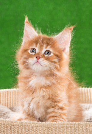 Maine Coon kitten on the scratching-stone over green grass backgroundの写真素材