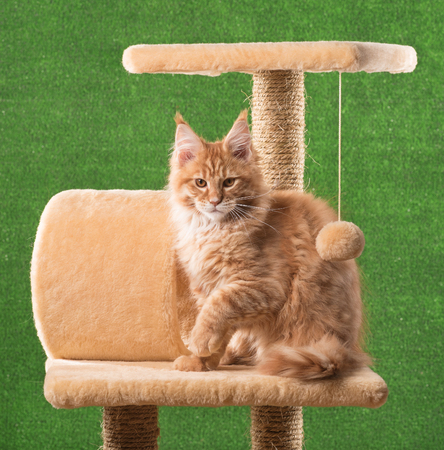Maine Coon kitten on the scratching-stone over green grass backgroundの写真素材