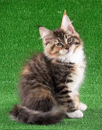 Maine Coon kitten over green grass backgroundの写真素材