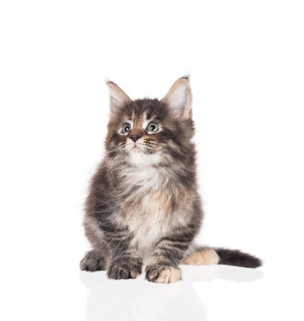 Fluffy Maine Coon kitten isolated over white backgroundの写真素材