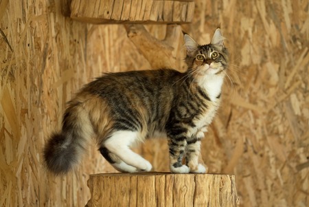 Cute Maine Coon kitten on the stump in the open-air cageの写真素材