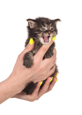 Fluffy Maine Coon kitten on the female hand isolated over white backgroundの写真素材