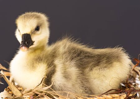 Cute little gosling in the nest over grey backgroundの写真素材