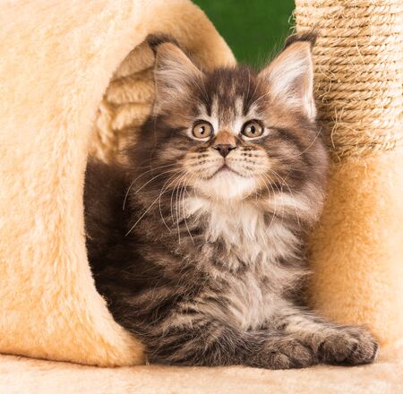 Maine Coon kitten on the scratching-stone over green grass backgroundの写真素材